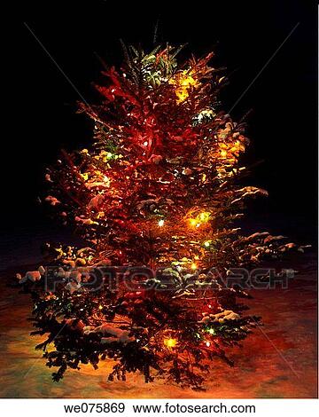 christmas tree in snow View Large Photo Image Stock Photo - christmas tree in snow. Fotosearch