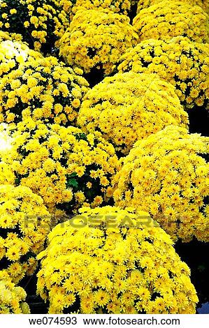 Chrysanthemum (Chrysanthemum hybr. ) View Large Photo Image Stock Image - Chrysanthemum (Chrysanthemum hybr. ). Fotosearch