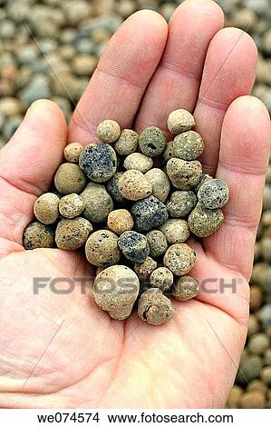 Clay pebbles for hydroponic growing View Large Photo Image Picture - Clay pebbles for hydroponic growing. Fotosearch