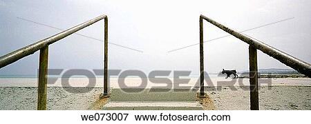 coastal, bannister, coast, Calma, beach, animal View Large Photo Image Stock Photo - coastal, bannister, coast, Calma, beach, animal. Fotosearch
