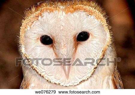 Common Barn Owl (Tyto alba) View Large Photo Image Stock Photo - Common Barn Owl (Tyto alba). Fotosearch