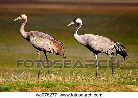 Common Crane (Grus grus) View Large Photo Image Stock Photo - Common Crane (Grus grus). Fotosearch