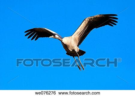 Common Crane (Grus grus) View Large Photo Image Stock Photograph - Common Crane (Grus grus). Fotosearch