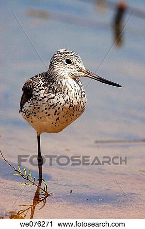 Stock Image - Common Greenshank (Tringa nebularia). Fotosearch