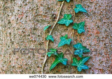 Common Ivy (Hedera helix) growing along treetrunk, Switzerland View Large Photo Image Stock Image - Common Ivy (Hedera helix) growing along treetrunk, Switzerland. Fotosearch