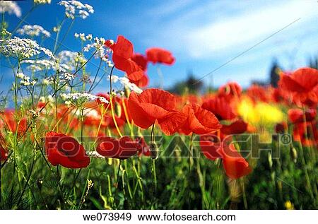 Common Poppies (Papaver rhoeas), Siena province, Tuscany, Italy View Large Photo Image Stock Photo - Common Poppies (Papaver rhoeas), Siena province, Tuscany, Italy. Fotosearch