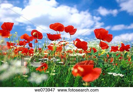 Common Poppy field (Papaver rhoeas), Pienza, Tuscany, Italy View Large Photo Image Stock Photo - Common Poppy field (Papaver rhoeas), Pienza, Tuscany, Italy. Fotosearch