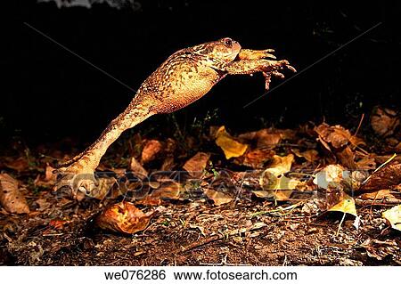 Common Toad (Bufo bufo) View Large Photo Image Stock Photograph - Common Toad (Bufo bufo). Fotosearch