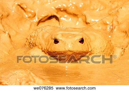 Stock Photography - Common Toad (Bufo bufo). Fotosearch