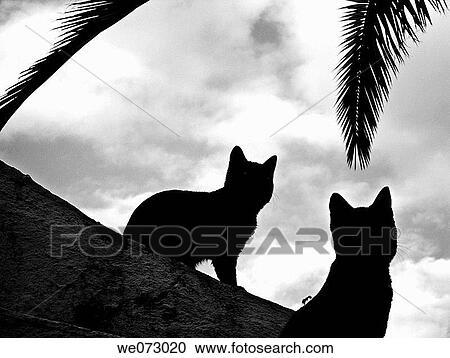 Stock Image - contemporary, black and white, cloudy, cloud, cat, animal. Fotosearch