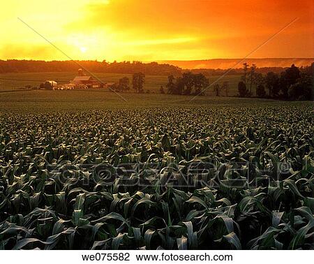 CORNFIELD FARM. OHIO. USA View Large Photo Image Stock Image - CORNFIELD FARM. OHIO. USA. Fotosearch