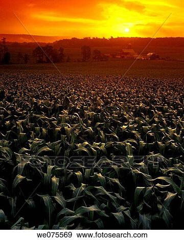 CORNFIELD FARM. OHIO. USA View Large Photo Image Stock Photo - CORNFIELD FARM. OHIO. USA. Fotosearch