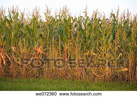 Stock Image - CORNFIELD. Fotosearch