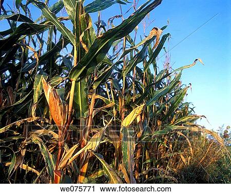 CORNFIELD View Large Photo Image Stock Image - CORNFIELD. Fotosearch