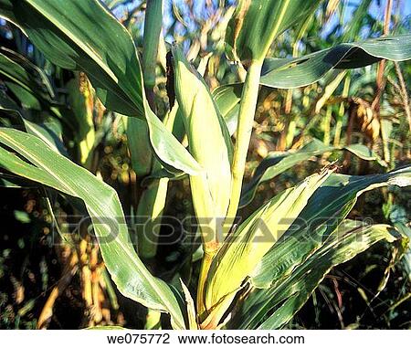 CORNFIELD View Large Photo Image Stock Image - CORNFIELD. Fotosearch
