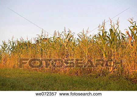 CORNFIELD View Large Photo Image Stock Photo - CORNFIELD. Fotosearch