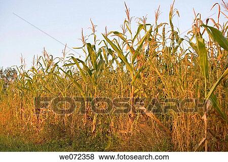 Stock Photo - CORNFIELD. Fotosearch