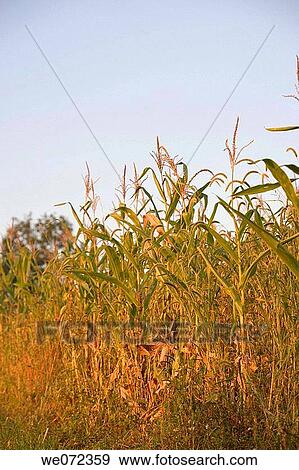 Stock Photo - CORNFIELD. Fotosearch