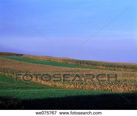 Stock Photo - CORNFIELDS. Fotosearch