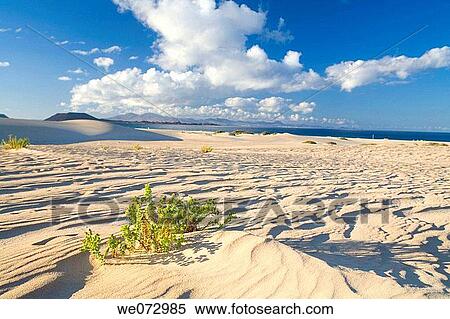 Corralejo dunes, Fuerteventura. Canary Islands, Spain View Large Photo Image Stock Photography - Corralejo dunes, Fuerteventura. Canary Islands, Spain. Fotosearch