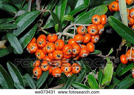 Stock Image - Cotoneaster fruits in park. El Putxet, Barcelona, Catalonia, Spain. Fotosearch