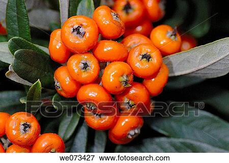 Cotoneaster fruits in park. El Putxet, Barcelona, Catalonia, Spain View Large Photo Image Stock Photo - Cotoneaster fruits in park. El Putxet, Barcelona, Catalonia, Spain. Fotosearch
