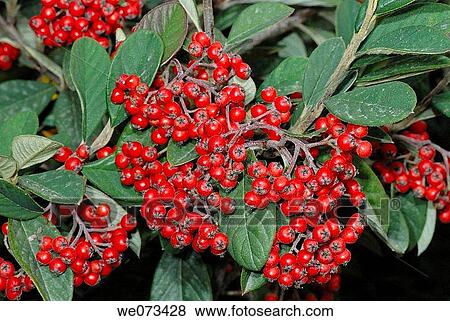 Cotoneaster fruits in park. El Putxet, Barcelona, Catalonia, Spain View Large Photo Image Stock Photo - Cotoneaster fruits in park. El Putxet, Barcelona, Catalonia, Spain. Fotosearch