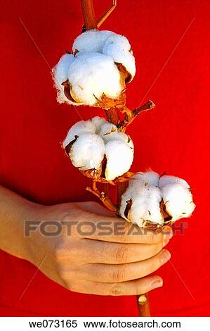 Cotton View Large Photo Image Stock Photography - Cotton. Fotosearch