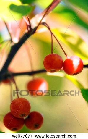 Crabapples. Malus coronaria, Pyrus coronaria. October 2007, Maryland, USA View Large Photo Image Stock Photo - Crabapples. Malus coronaria, Pyrus coronaria. October 2007, Maryland, USA. Fotosearch