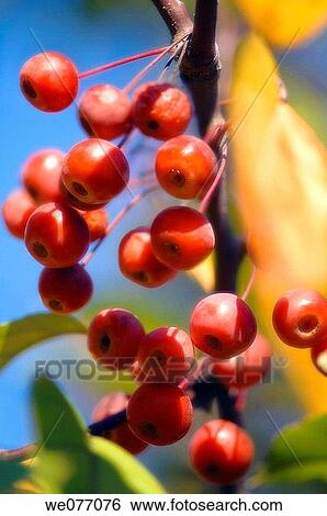 Crabapples. Malus coronaria, Pyrus coronaria. October 2007, Maryland, USA View Large Photo Image Stock Photograph - Crabapples. Malus coronaria, Pyrus coronaria. October 2007, Maryland, USA. Fotosearch