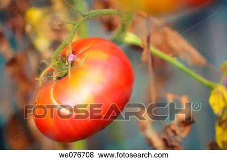 Cracked Red Tomato Growing on a Vine. Solanum lycopersicon. August 2007, Maryland, USA View Large Photo Image Stock Photo - Cracked Red Tomato Growing on a Vine. Solanum lycopersicon. August 2007, Maryland, USA. Fotosearch