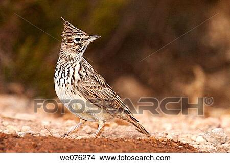 Picture - Crested Lark (Galerida cristata). Fotosearch