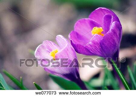 Crocus duo. Crocus vernus. March 2007, Maryland, USA View Large Photo Image Stock Image - Crocus duo. Crocus vernus. March 2007, Maryland, USA. Fotosearch