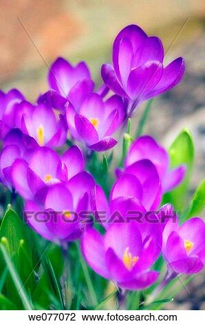 Crocus Patch. Crocus vernus. March 2007, Maryland, USA View Large Photo Image Stock Image - Crocus Patch. Crocus vernus. March 2007, Maryland, USA. Fotosearch