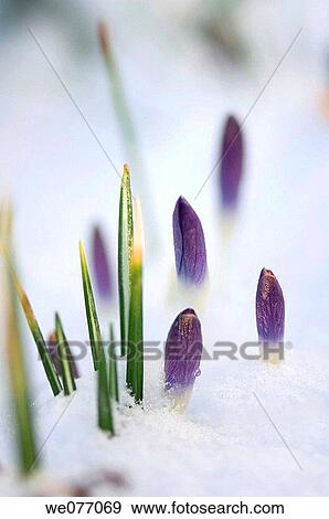 Crocuses Covered with Snow. Crocus vernus. March 2007, Maryland, USA View Large Photo Image Stock Photo - Crocuses Covered with Snow. Crocus vernus. March 2007, Maryland, USA. Fotosearch