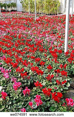 Cyclamen (Cyclamen persicum) in garden center. Riudoms, Tarragona province, Catalonia, Spain View Large Photo Image Stock Image - Cyclamen (Cyclamen persicum) in garden center. Riudoms, Tarragona province, Catalonia, Spain. Fotosearch