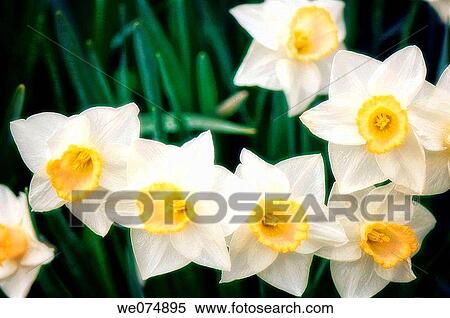 Daffodil Blossom. Narcissus hybrid. April 2007, Maryland, USA View Large Photo Image Stock Photography - Daffodil Blossom. Narcissus hybrid. April 2007, Maryland, USA. Fotosearch
