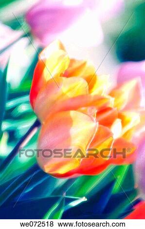 Stock Photo - Daffodil Flower Duo. Narcussus hybrid. April 2007. Fotosearch