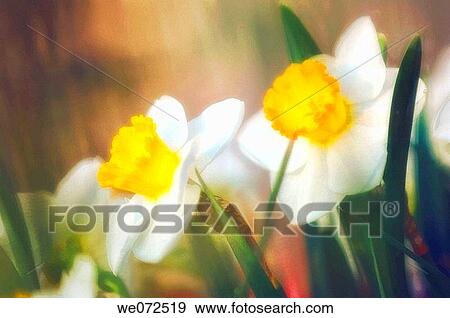 Daffodil Flower Duo. Narcussus hybrid. April 2007 View Large Photo Image Stock Photo - Daffodil Flower Duo. Narcussus hybrid. April 2007. Fotosearch