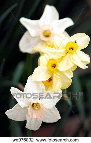 Stock Image - Daffodil Flower Mix. Narcissus hybrid. April 2007, Maryland, USA. Fotosearch