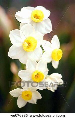 Daffodils. Narcissus hybrid. April 2007, Maryland, USA View Large Photo Image Stock Photography - Daffodils. Narcissus hybrid. April 2007, Maryland, USA. Fotosearch