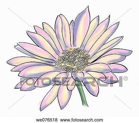 Daisy View Large Photo Image Stock Photo - Daisy. Fotosearch