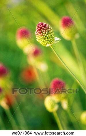 Decorative onions in bloom. Allium sphaerocephalon. April 2007, Maryland, USA View Large Photo Image Picture - Decorative onions in bloom. Allium sphaerocephalon. April 2007, Maryland, USA. Fotosearch