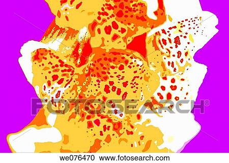 Digital image of a flower, happy and colourful. The photo of the flower was taken in the north island of New Zealand View Large Photo Image Stock Image - Digital image of a flower, happy and colourful. The photo of the flower was taken in the north island of New Zealand. Fotosearch