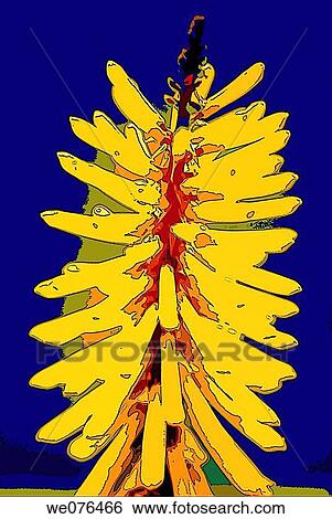 Digital image of a flower, happy and colourful. The photo of the flower was taken in the north island of New Zealand View Large Photo Image Stock Photograph - Digital image of a flower, happy and colourful. The photo of the flower was taken in the north island of New Zealand. Fotosearch