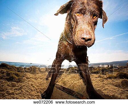 Dog View Large Photo Image Stock Photograph - Dog. Fotosearch