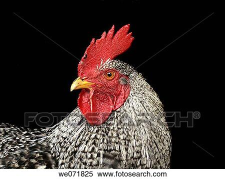 Stock Photography - Domestic Fowl (Gallus domesticus) in Village Koyna Nagar, Maharashtra, India.. Fotosearch