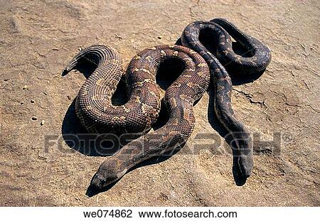 Earth Boas basking Captive, Madhya Pradesh, India View Large Photo Image Stock Image - Earth Boas basking Captive, Madhya Pradesh, India. Fotosearch
