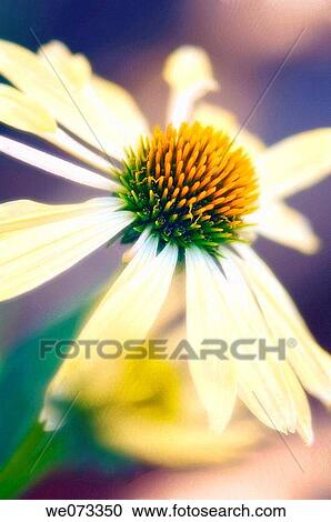 Echinacea Bloom. Echinacea paradoxa. June 2007, Maryland, USA View Large Photo Image Stock Image - Echinacea Bloom. Echinacea paradoxa. June 2007, Maryland, USA. Fotosearch