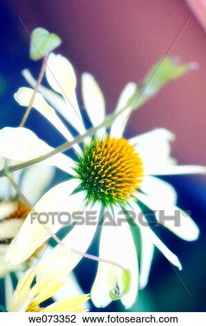 Echinacea Bloom. Echinacea paradoxa. June 2007, Maryland, USA View Large Photo Image Stock Image - Echinacea Bloom. Echinacea paradoxa. June 2007, Maryland, USA. Fotosearch